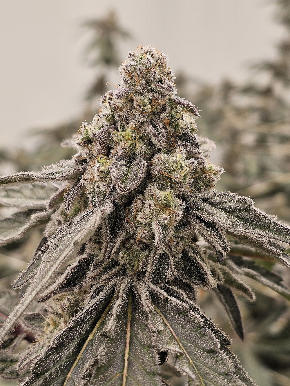 O.G. Hydrofarms indoor flower