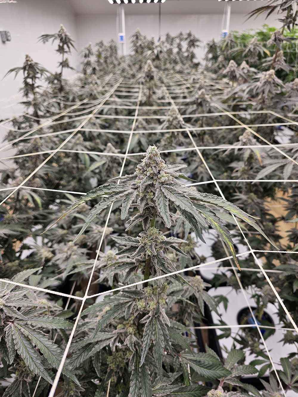 O.G. Hydrofarms indoor flower