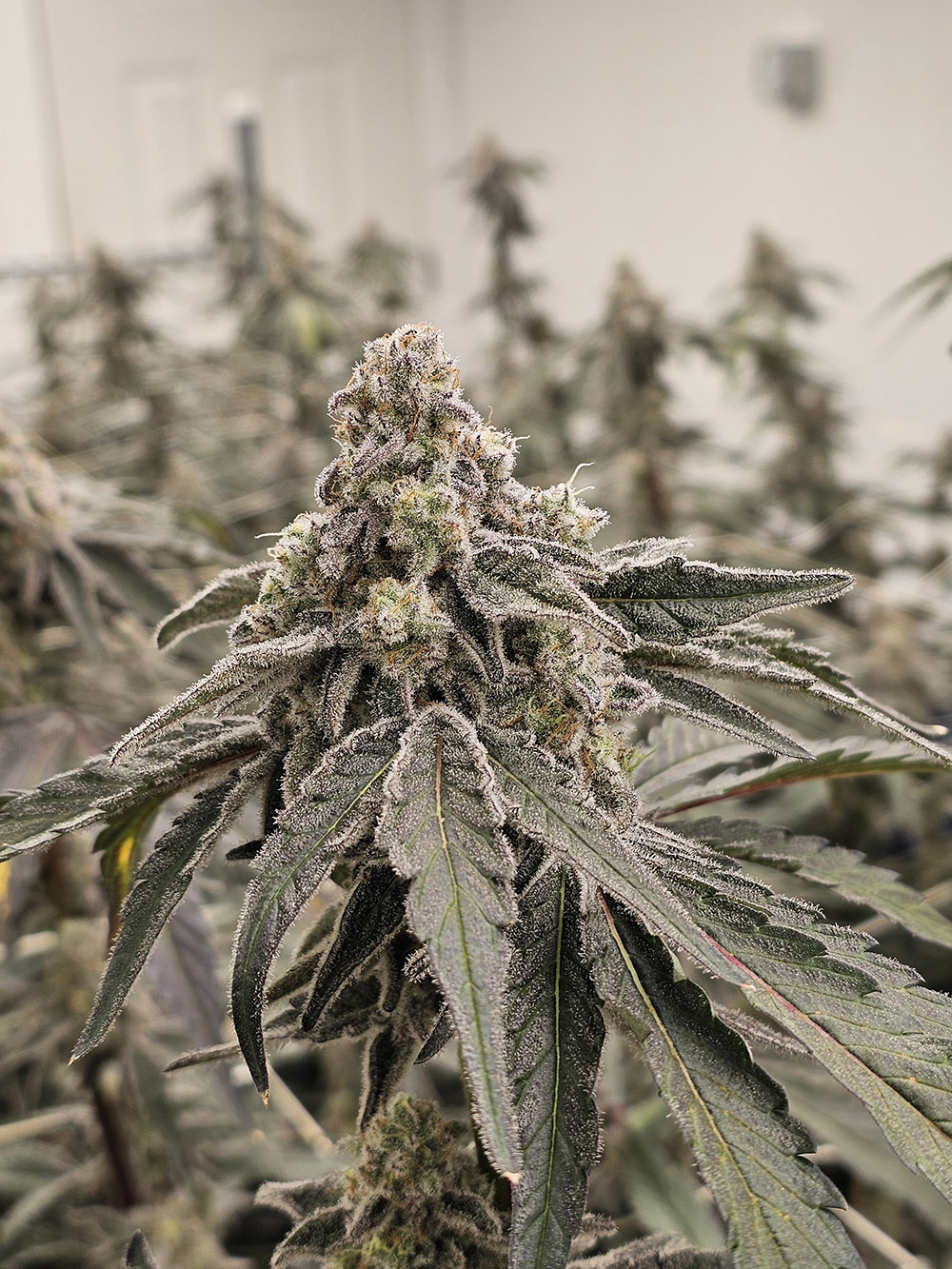 O.G. Hydrofarms indoor flower