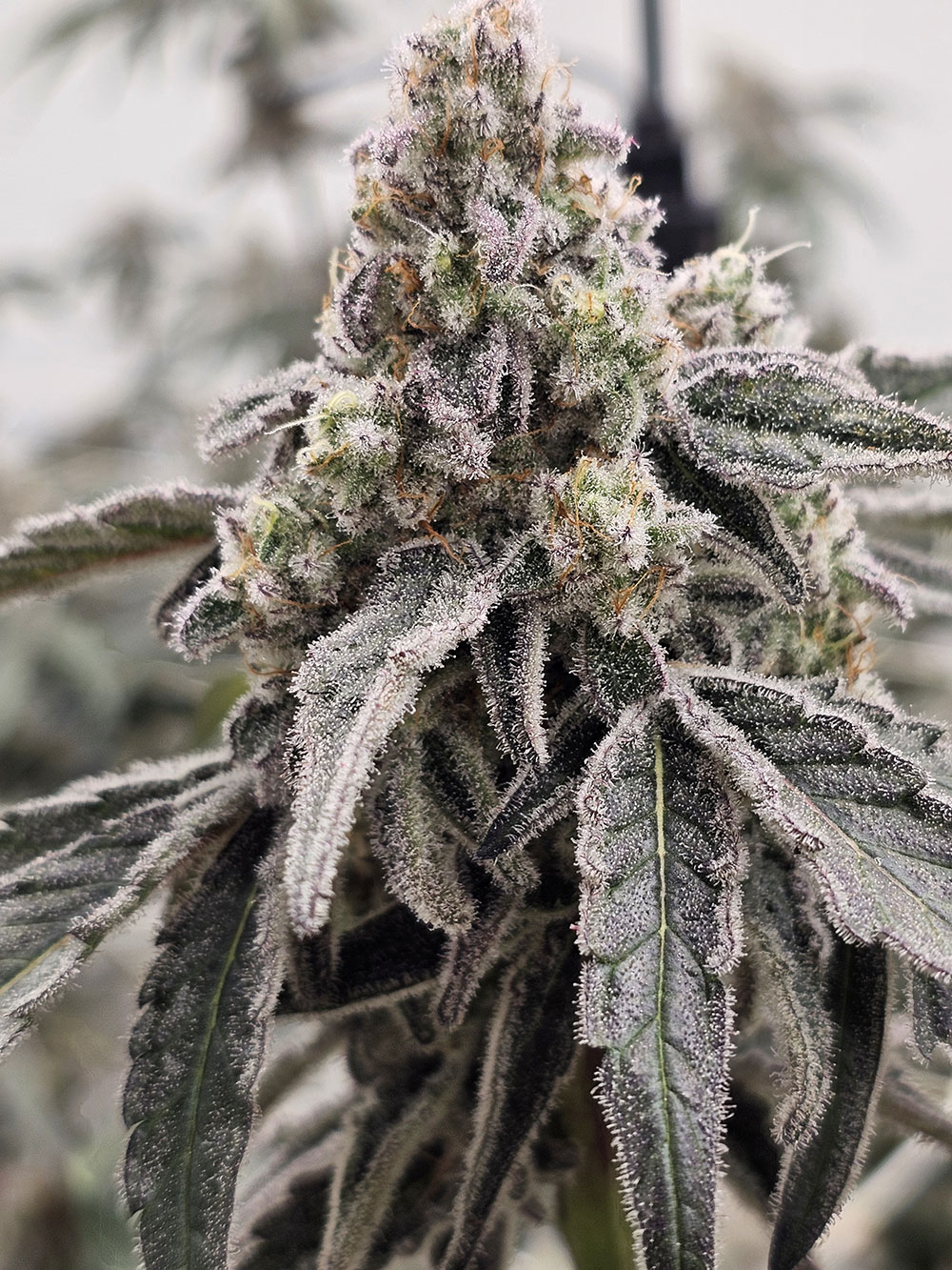 O.G. Hydrofarms indoor flower