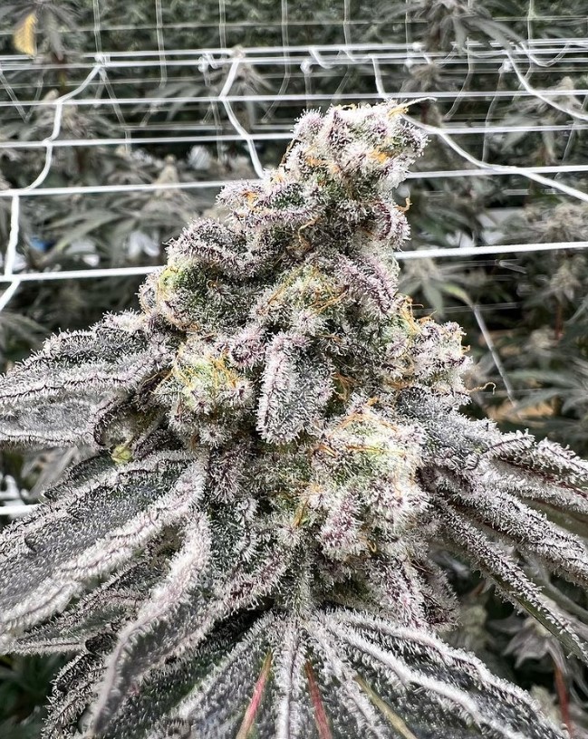 Indoor flower